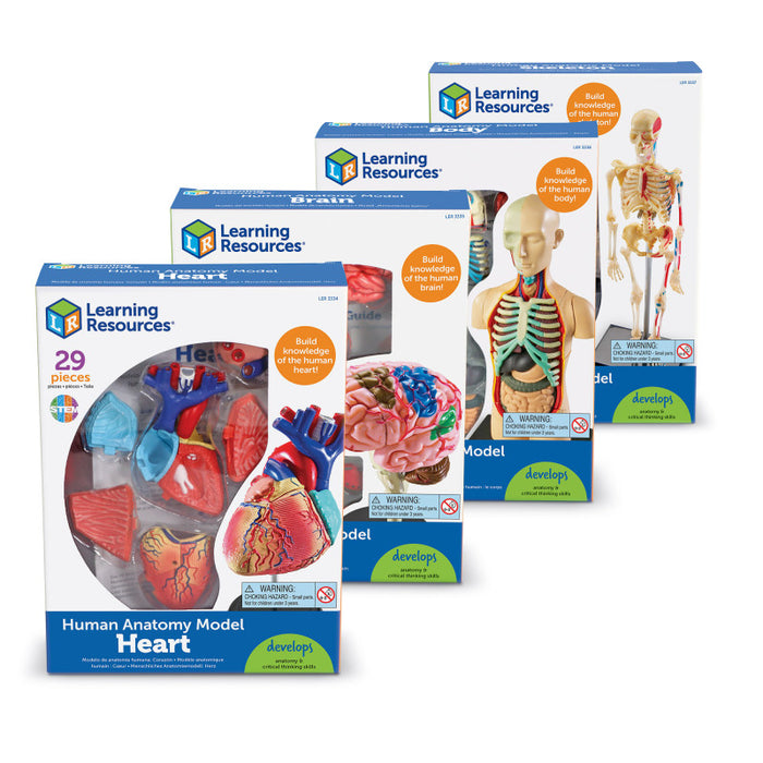 Learning Resources LER3338 Anatomy Models Set