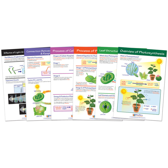 NewPath Learning NP-947016 Photosynthesis Bulletin Board Chart Set, Grades 3-5