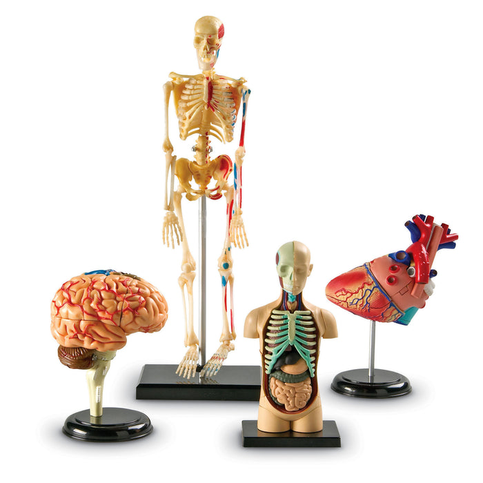 Learning Resources LER3338 Anatomy Models Set