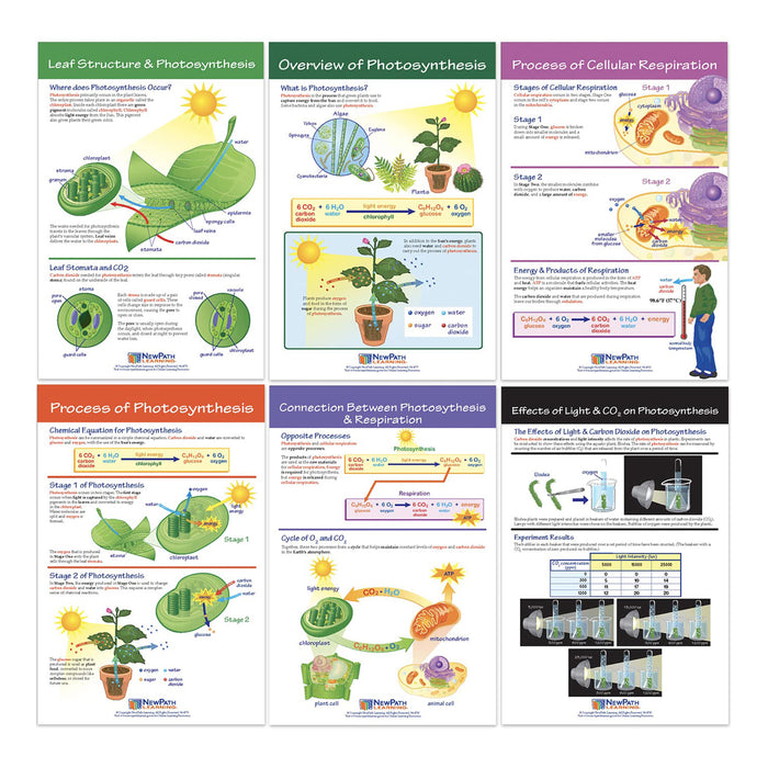 NewPath Learning NP-947016 Photosynthesis Bulletin Board Chart Set, Grades 3-5