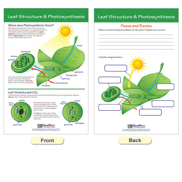 NewPath Learning NP-947016 Photosynthesis Bulletin Board Chart Set, Grades 3-5