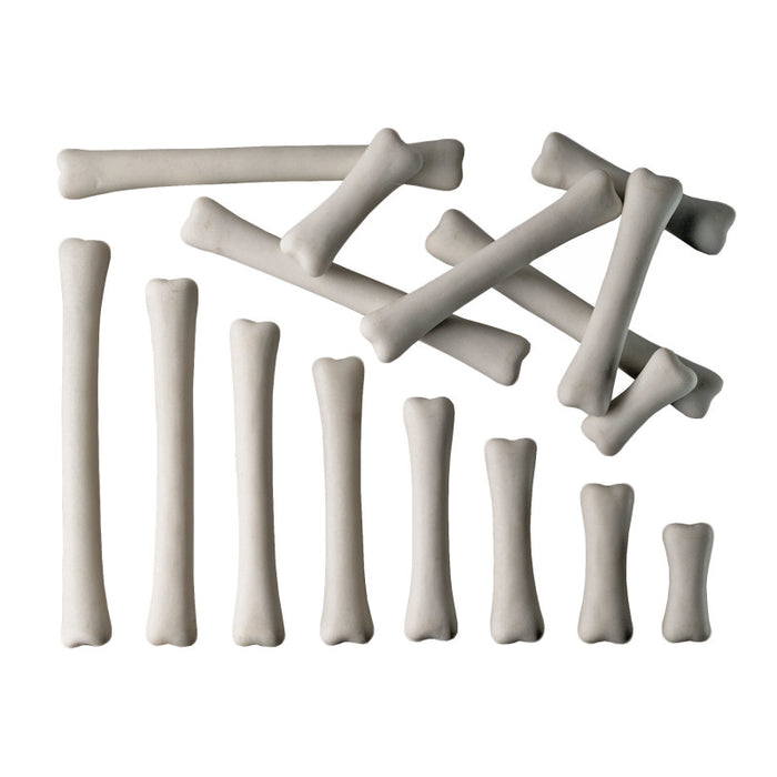 Yellow Door YUS1033 Dinosaur Bones Match & Measure Set
